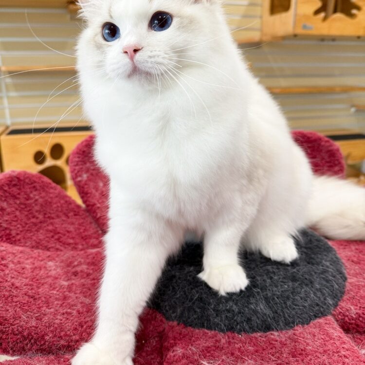 img_7258-1.jpg Img 7258 1.jpg