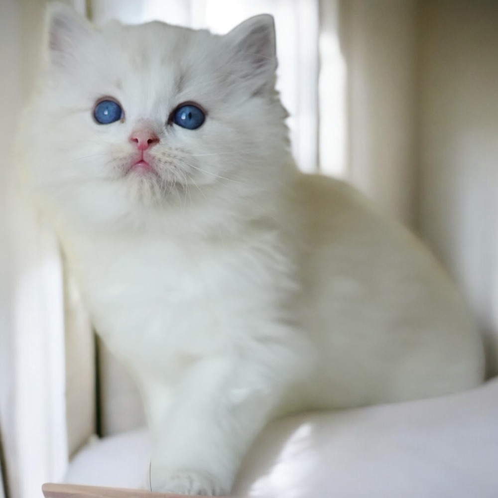 Photoroom 20251211 192628.jpg